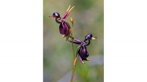 fiori_papere